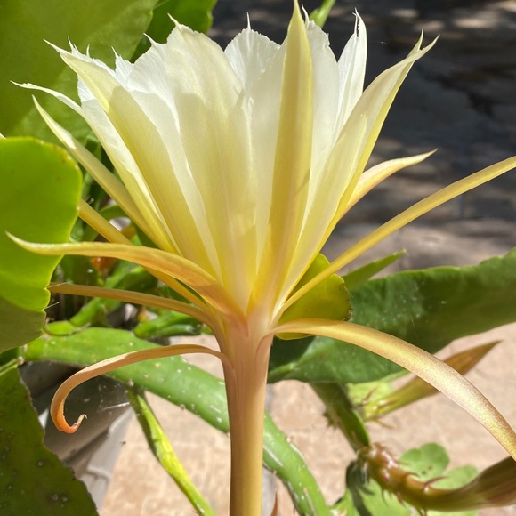 Meet the Posher - Picture 8 of 9